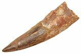 Fossil Spinosaurus Tooth - Composite Tip #363496-1